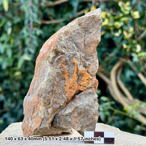 Fossil brittle stars (ophiura) - ordovician draa valley morocco - genuine specimen w/ coa
