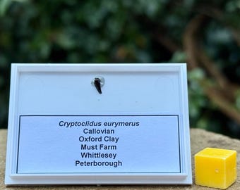 Rare plesiosaur tooth fossil (cryptoclidus eurymerus), jurassic era, oxford clay, must farm, uk