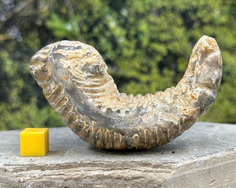 Rastellum oyster polished bivalve fossil - unique "fossil alien"