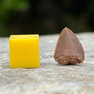 Fossil reptile tooth - phytosaur, dinosaur age, montana, usa, cretaceous, certified