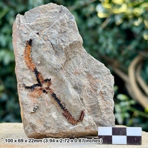 Estrellas frágiles fósiles (ophiura) - valle del Draa, Ordovícico, Marruecos - ejemplar auténtico con coa