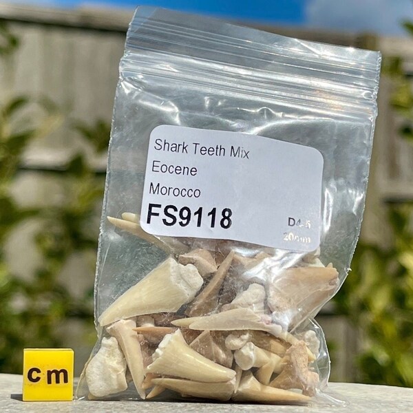 Sac de fossiles de dents de requin (environ 30 dents) - parfait pour les collectionneurs et les amateurs