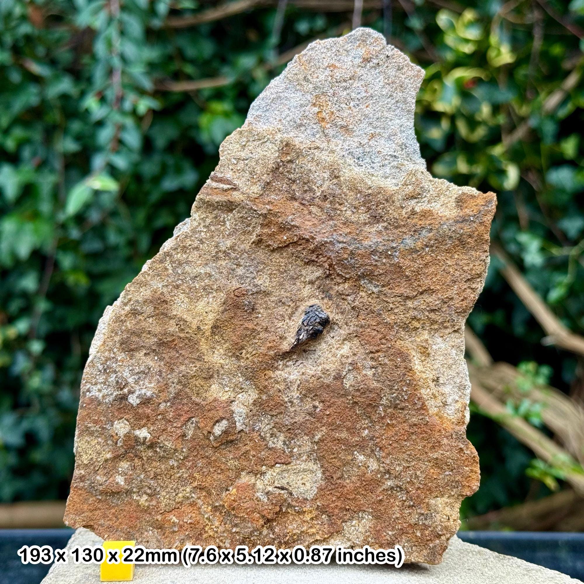 Lepidotes fossil fish jaw section with teeth | cretaceous durlston formation swanage dorset uk | genuine specimen + coa