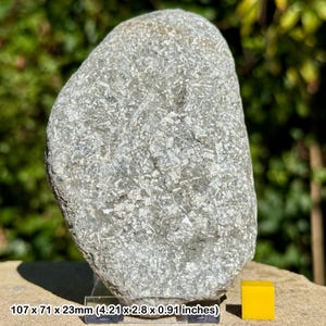 Jurassic crinoid star slab fossil on stand - charmouth, uk - authentic with coa
