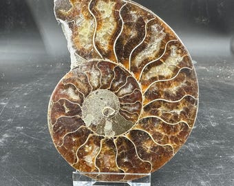 アネトセラス？　アンモナイト　超希少 希少：16インチのアンシクロセラス・マセロニアヌム異形アンモナイト