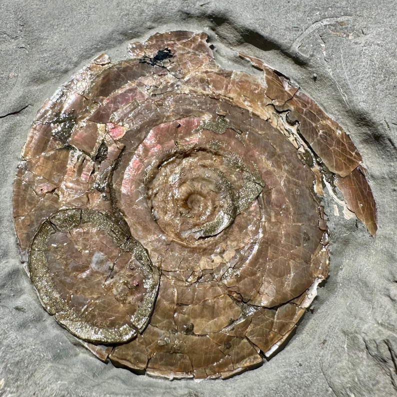 Iridescent Caloceras Johnstoni Fossil Ammonite With Stand Jurassic