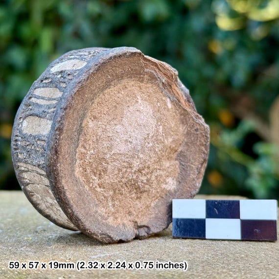 800年前のサメの背骨の化石 サメの脊椎骨化石 800年前のサメの背骨の