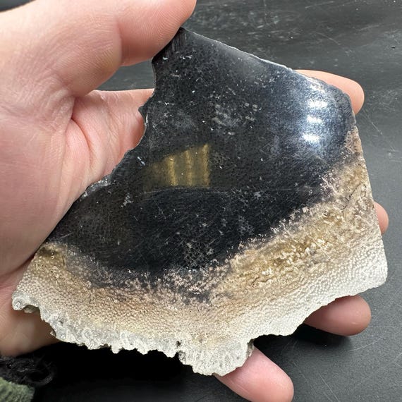 研磨されたヤシの木の化石化した木片 - インドネシア産中新世の化石 