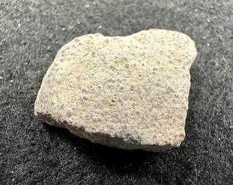 サルタサウルス恐竜の卵殻標本 - 天然化石の破片 - 恐竜ギフト - Etsy 日本