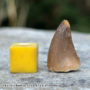 Mosasaur tooth fossil, genuine morocco cretaceous specimen, certificated