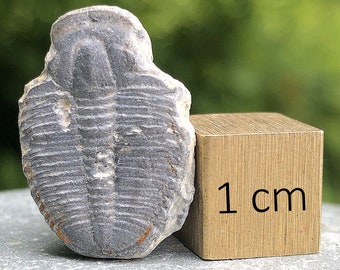 Elrathia sp. Trilobite Fossil - found in USA - Cambrian Period - FST142