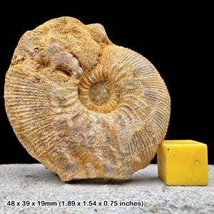 May include: A tan-coloured ammonite fossil with a spiral shell featuring distinct ribbed textures. Next to the fossil sits a small, solid yellow cube. The dimensions of the fossil are 48 x 39 x 19 mm, which is 1.89 x 1.54 x 0.75 inches.