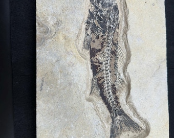 ドイツ・ゾルンフォーフェンより採集されたジュラ紀の古代魚