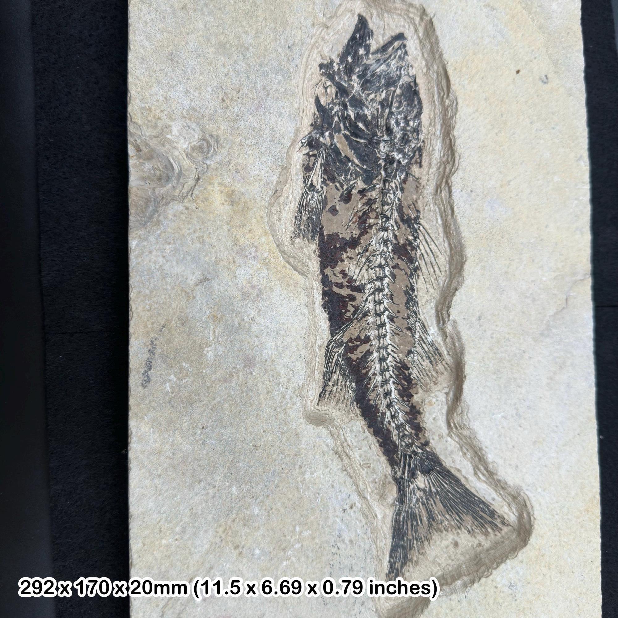 化石　魚 ミオプロスス化石魚（母岩入り） - アメリカ合衆国始新世産真正標本