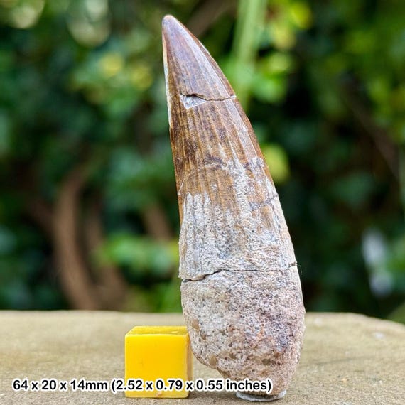 スコミムス（スピノサウルス）恐竜の歯の化石 - 白亜紀、エルハズ層