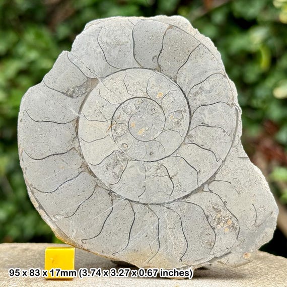 アンモナイトの化石セット Vincent アンモナイト化石（8点セット