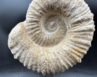 巨大アンモナイトの化石、アカントセラス、台座に載せられた - 本物の