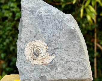 Authentisches Psiloceras planorbis-Ammonitenfossil + Ständer – Jurassic Blue Lias, Großbritannien – zertifiziert