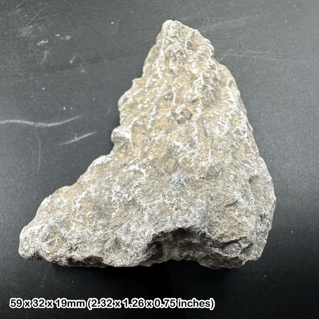 Campione Didattico Di Corallo Fossile In Roccia Calcarea (Carbonifero) - Regno Unito