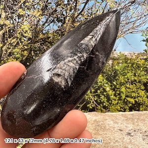 Orthoceras Fossilienplakette – echter nautiloider Kopffüßer – Kreidezeit aus dem Kem Kem Becken Marokko – mit Echtheitszertifikat