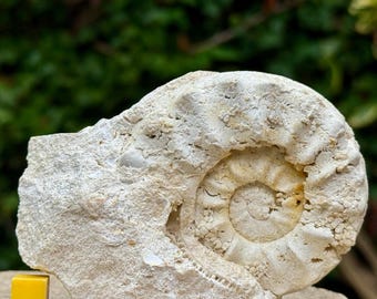 Gauthiericeras margae fósil de amonites del Coniaciense medio, Cretácico, Grizac, Francia, con certificado de autenticidad.