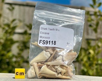 Bag of fossil sharks teeth (approx. 30 teeth) - perfect for collectors and enthusiasts