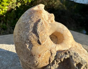 バスコセラス SP ナイジェリア産　アンモナイト バスコセラス SP ナイジェリア産結晶化アンモナイト化石