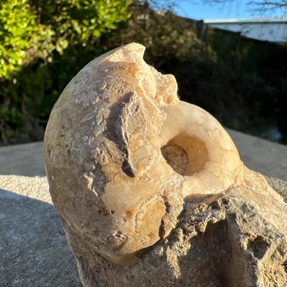 バスコセラス SP ナイジェリア産 アンモナイト バスコセラス SP