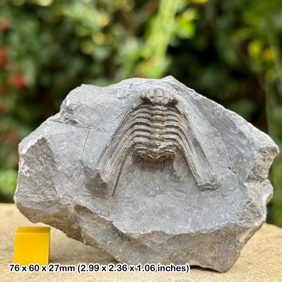 Leonaspis Trilobite Fossil - a Grade, Devonian, Eifelian, Taharajat ...