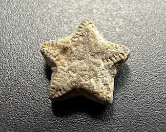 Crinoid star fossil – oxford clay jurassic – tidmoor point dorset uk – genuine ancient sea lily with coa