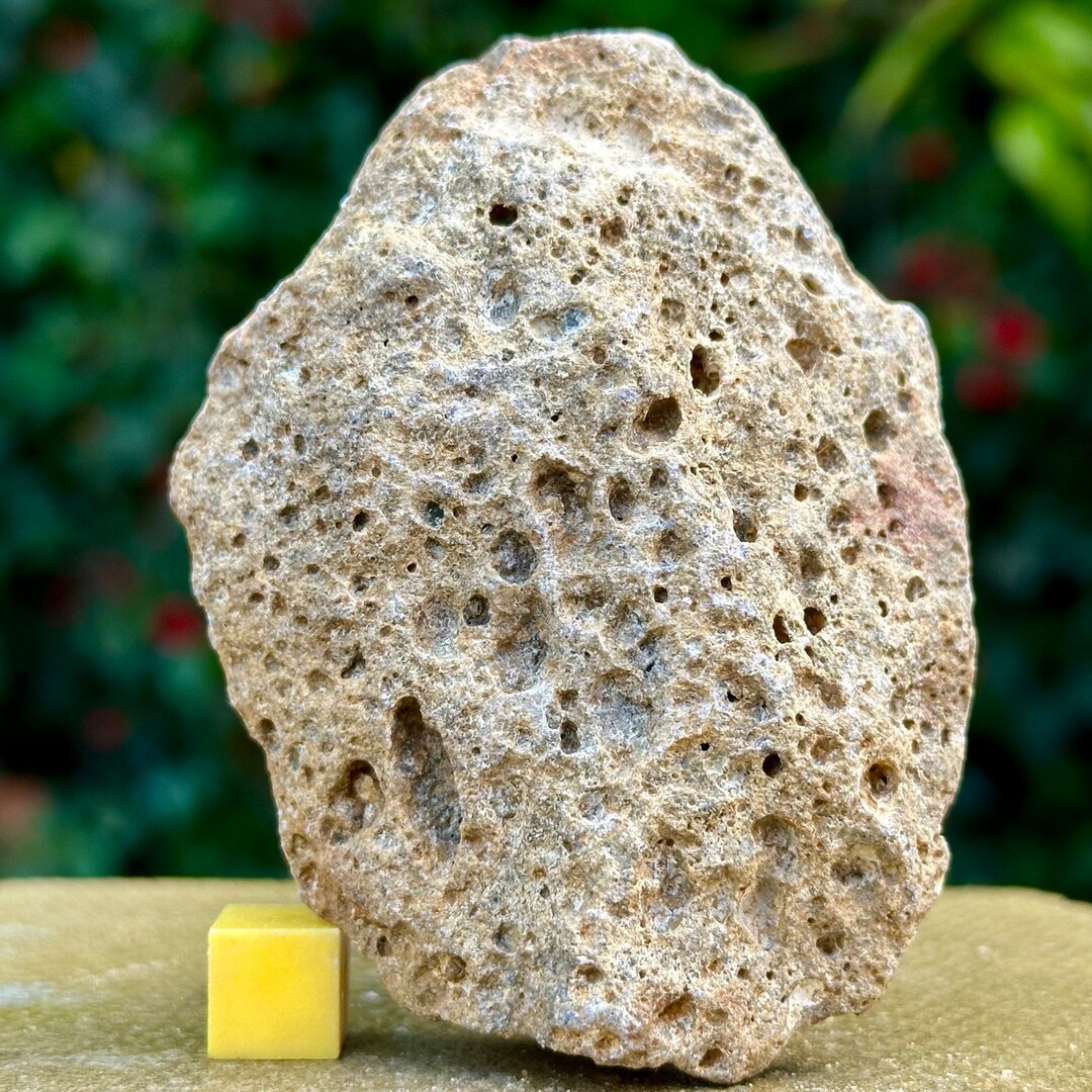 Jurassic Coral Fossil From Wiltshire UK Genuine Fossils for Etsy