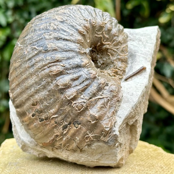 ジュラシックコースト産の希少なリパロセラスアンモナイト化石 - 本物