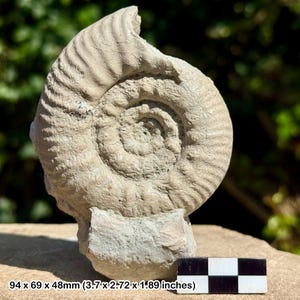 Hammatoceras jurense ammonite fossil – upper toarcian jurassic france, authentic specimen