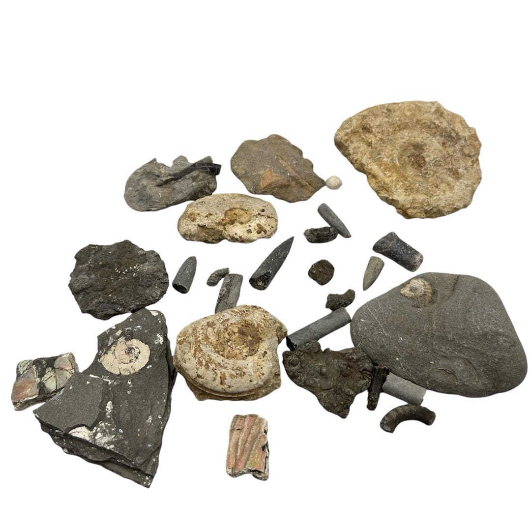 1kg Bulk Jurassic Coast 26 X Fossils Budget Mix Dorset and Somerset Lot