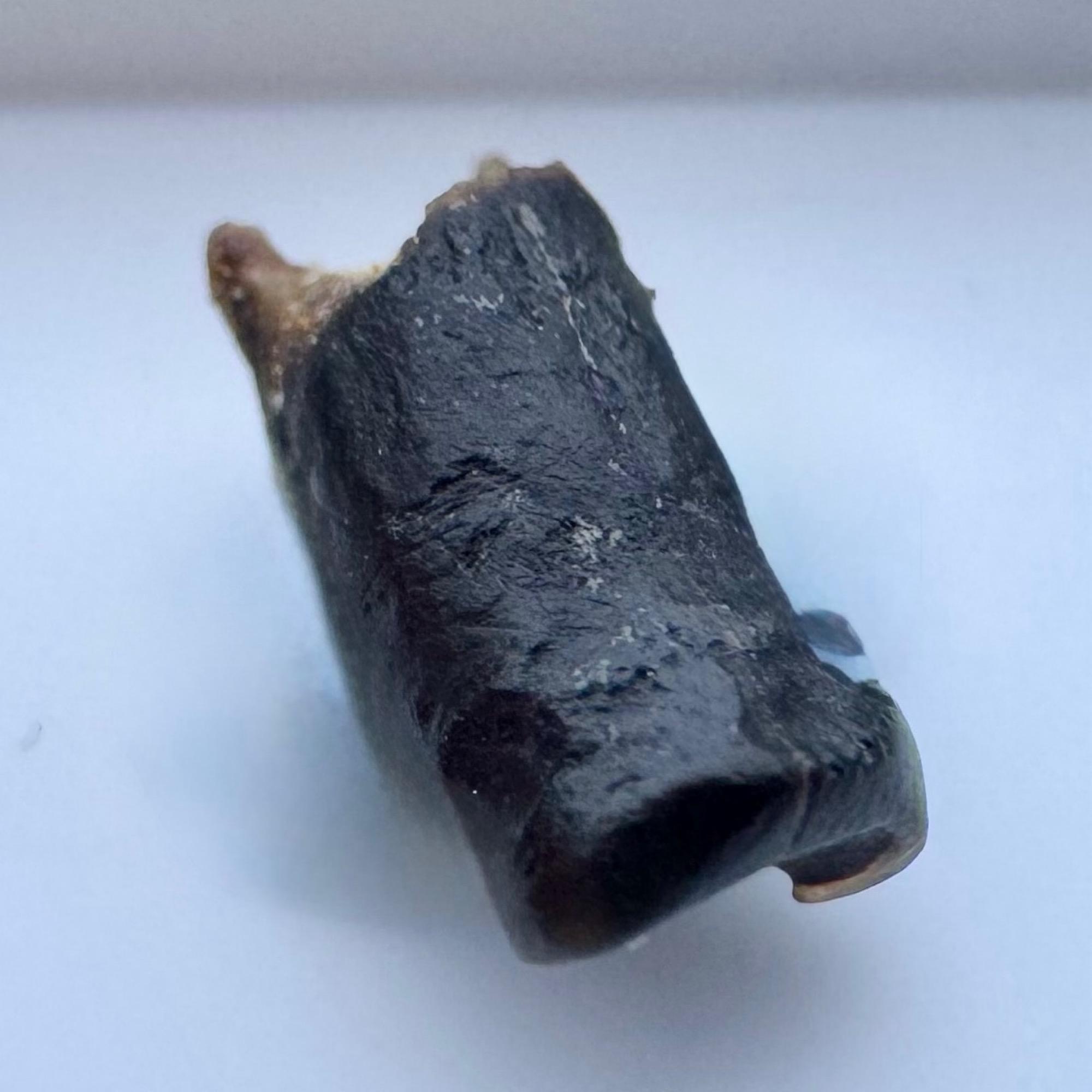 Rare Pycnodus Fish Tooth Fossil, Jurassic Era, White Limestone, Ardley ...