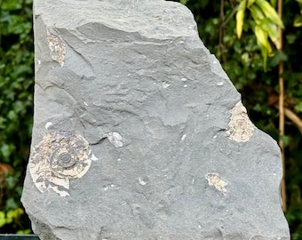 Echtes Psiloceras planorbis-Ammonitenfossil mit Ständer – Jurassic Blue Lias, Somerset, Großbritannien – inklusive Echtheitszertifikat