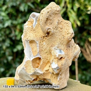 Fossil sponge in flint, grey chalk subgroup, cretaceous, branscome, devon, uk - genuine