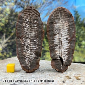 Zeldzame mazon creek split fossiel varenknobbeltje pecopteris bladeren carboon illinois usa coa