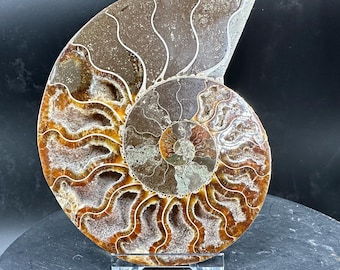 化石アンモナイト海洋動物、マダガスカルジュラ紀、本物、認定済み