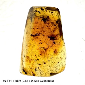 Fossilised baltic amber with unidentified inclusions - grade c eocene period certificated