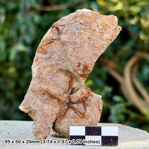 Estrellas frágiles fósiles (ophiura) - valle del Draa, Ordovícico, Marruecos - ejemplar auténtico con coa