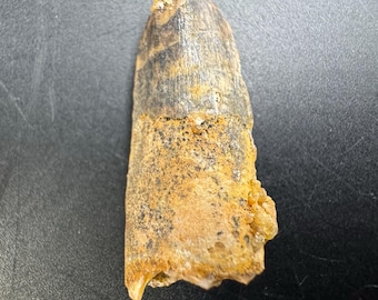 本物のメガロサウルス恐竜の歯の化石 - メガロサウルス科 | エルラズ層