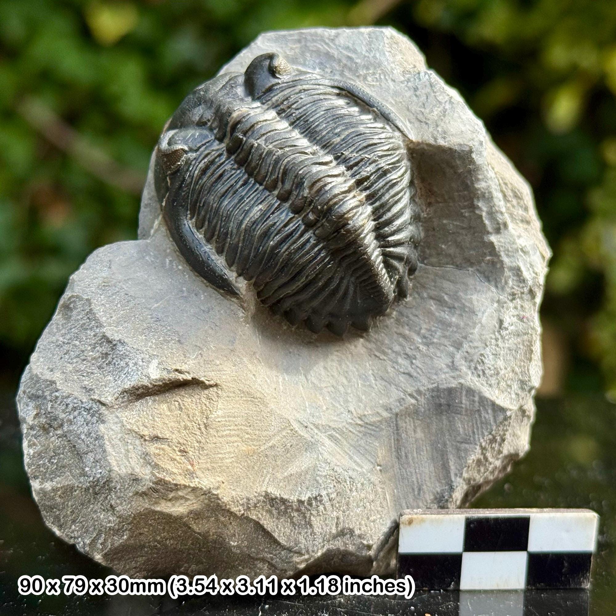 三葉虫 ホラドプス メソクリスタータ 化石 パラドキシデス （三葉虫）