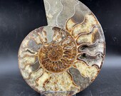 巨大な研磨されたアンモナイトの化石、マダガスカル、白亜紀 - Etsy 日本