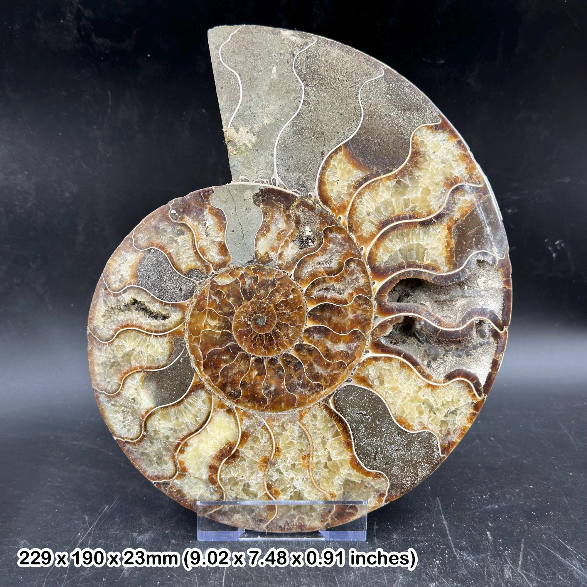 巨大な研磨されたアンモナイトの化石、マダガスカル、白亜紀 - Etsy 日本