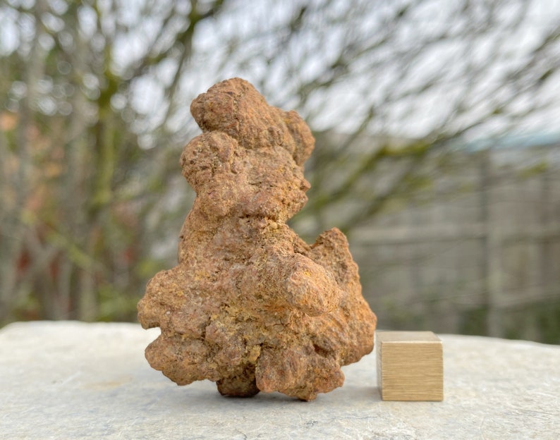 turtle coprolite
