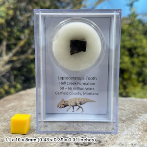 Fossil leptoceratops dinosaur tooth - genuine cretaceous fossil - montana usa - coa included