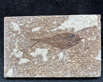 Knightia alta fossil fish in matrix – genuine eocene fish fossil from usa – with certificate of authenticity