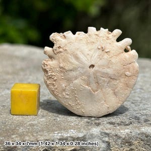 Echinoid sand dollar fossil – flat sea urchin – pliocene – morocco – 6 million years old – genuine w/ coa