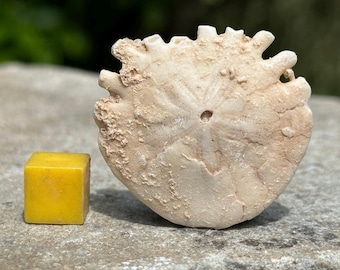 Echinoid sand dollar fossil – flat sea urchin – pliocene – morocco – 6 million years old – genuine w/ coa